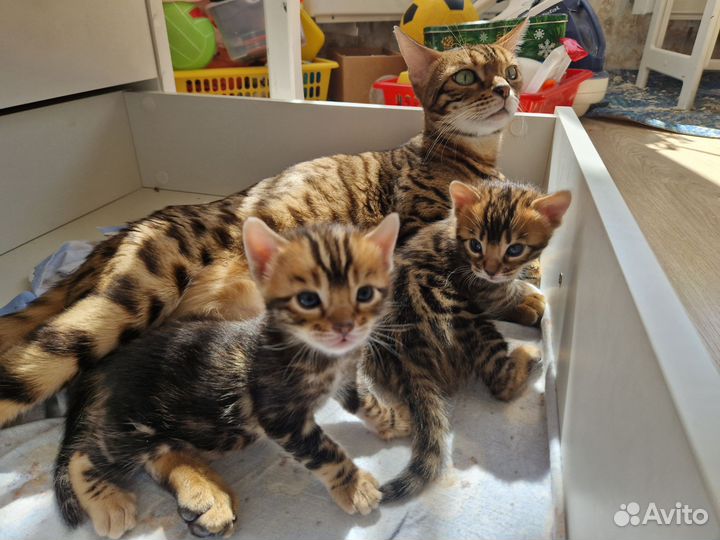 Бенгальские котята