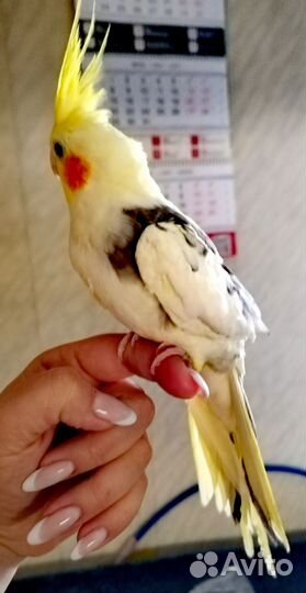 Попугай корелла птенец
