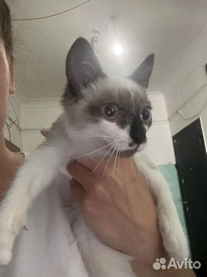 Сиамский кот