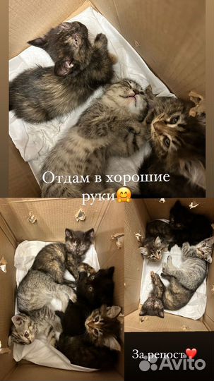 Котята отдам в хорошие руки