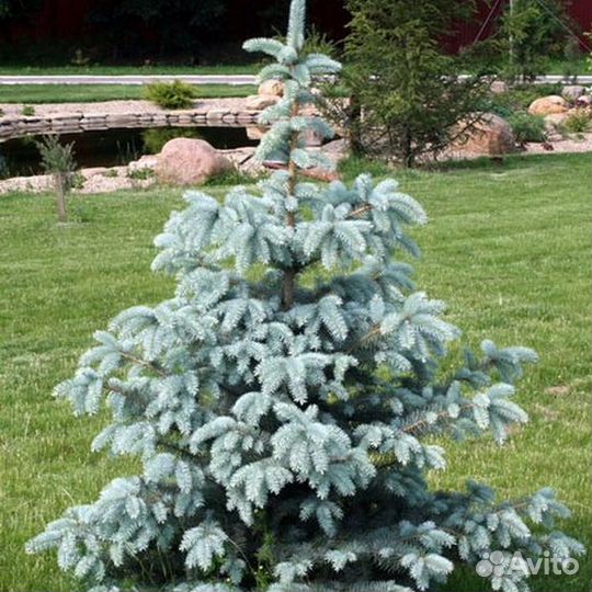 Ель Ольденбург