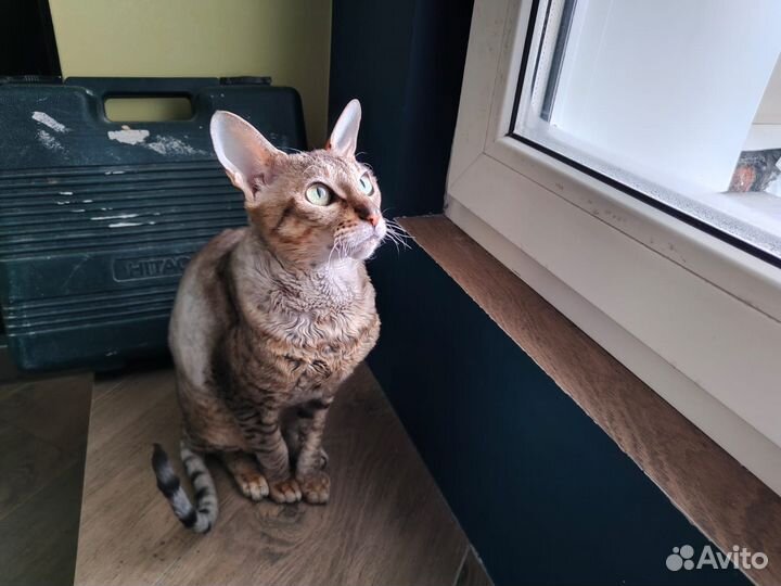 Кошка в добрые руки