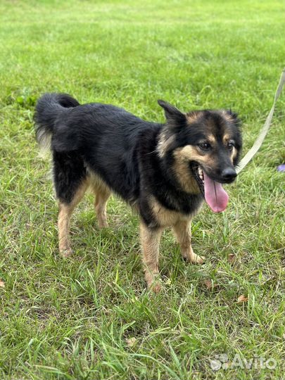 Миниатюрная домашняя собачка попала в приюте