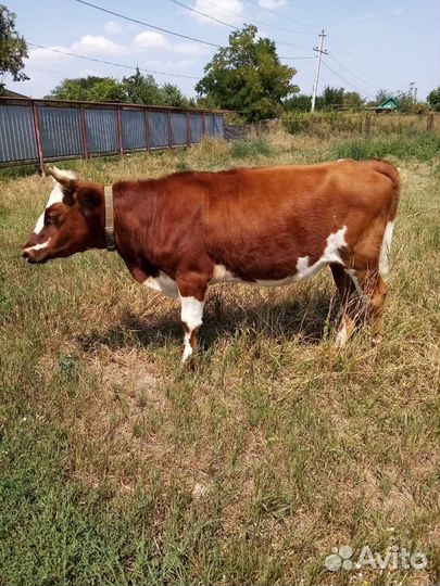 Тёлка 1,5 года