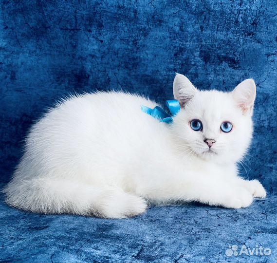 Британские синеглазые котята шиншилла пойнт
