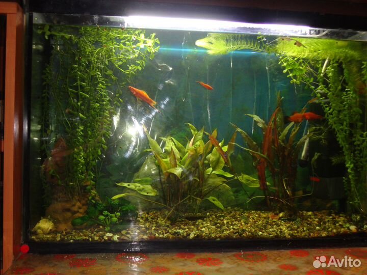 Для полива комнатных растений