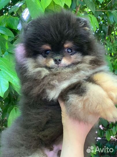 Померанский шпиц