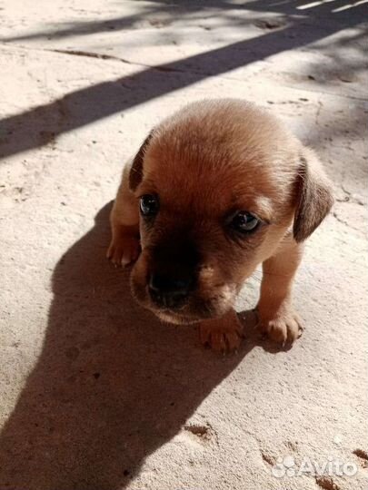 Щенята в добрые руки