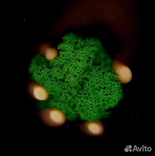 Мох для дизайна Зелёное Яблоко