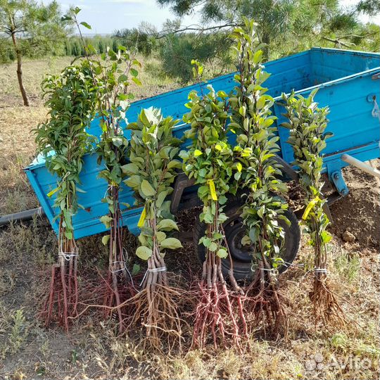 Саженцы слив,абрикос,вишни,персик,орех,миндаль