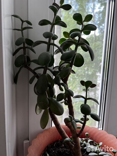 Крассула толстянка каланхоэ