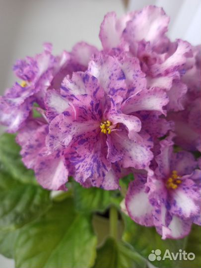 Сортовые фиалки