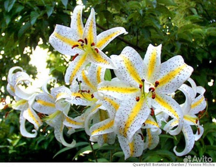 Гигантские лилии