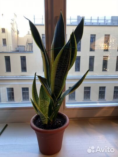 Сансевиерия