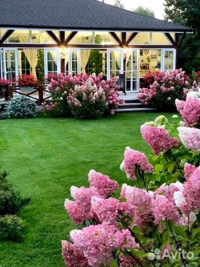 Гортензии для кашпо, Террас, балконов, миксбордов