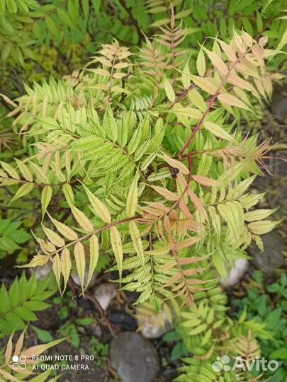 Рябинолистник