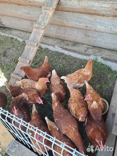 Домашние куриные яйца