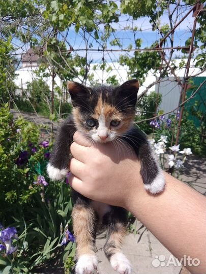 Котята