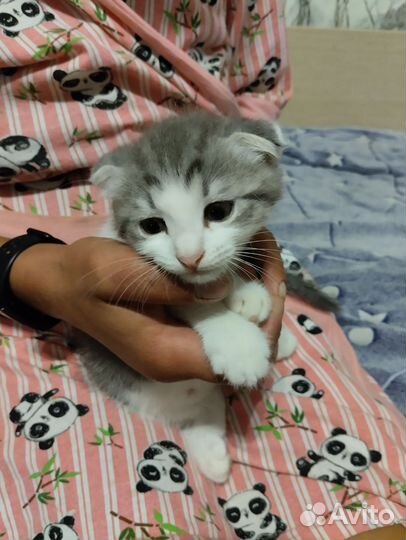 Вислоухий мальчик