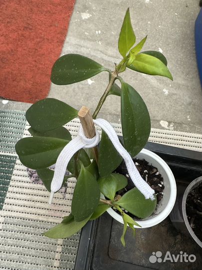 Эсхинантус Жар птица