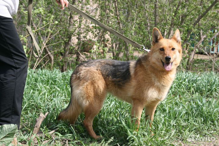 Собака в добрые руки