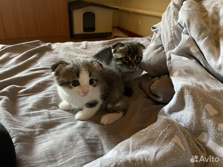 Шотландские вислоухие котята