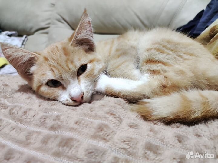 Котенок в добрые руки