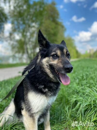 Спокойный маленький Янек ищет дом