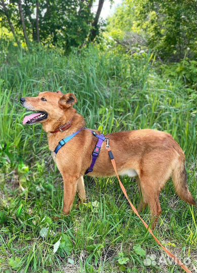 Замечательный пёс-компаньон ищет дом