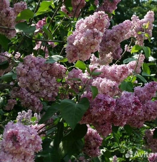 Сирень обыкновенная Высота от 50см