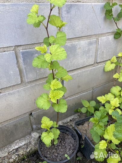 Пузыреплодник жёлтый