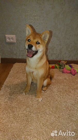 Домашняя передержка/зоогостиница/зооняня