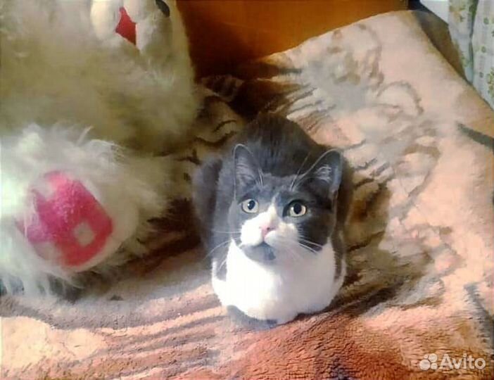 Ласковая и нежная кошечка Зая в поисках семьи