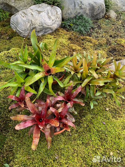 Neoregelia