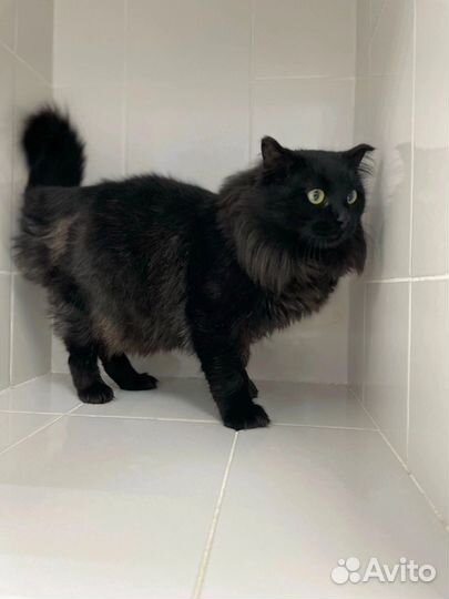 Кот Разбойник