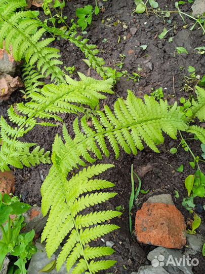 Папоротник