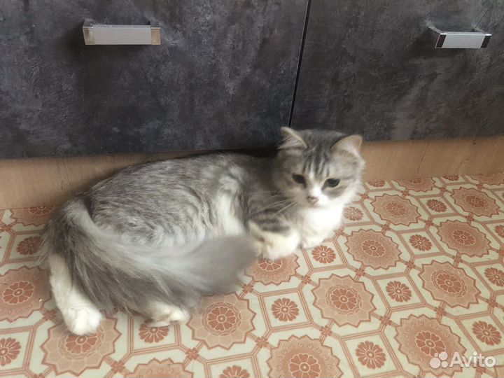 Отдам в добрые руки