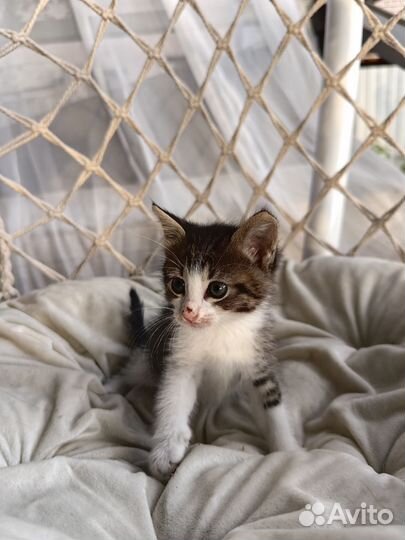 Котята бесплатно в очень добрые руки