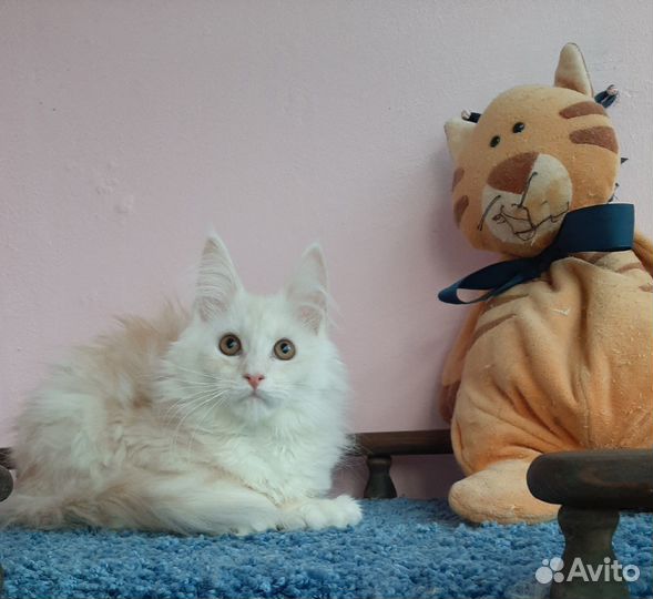 Котик ds11, полидакт 66/66