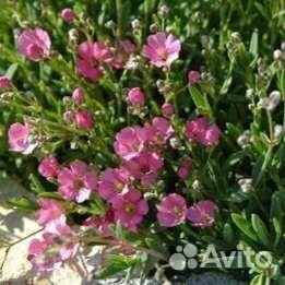 Гипсофила многолетняя для альпийской горки