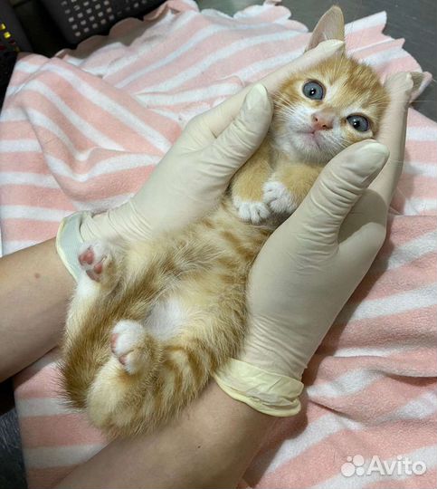 Два рыжих котенка