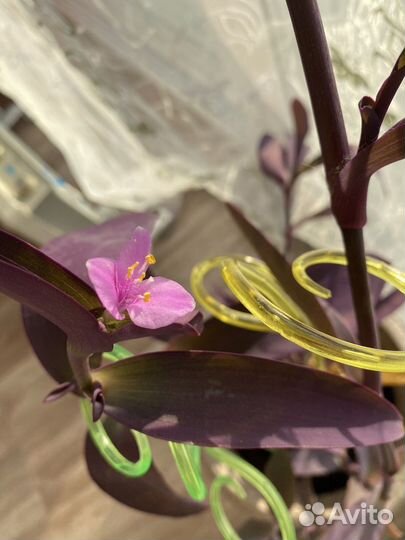 Сеткреазия пурпурная