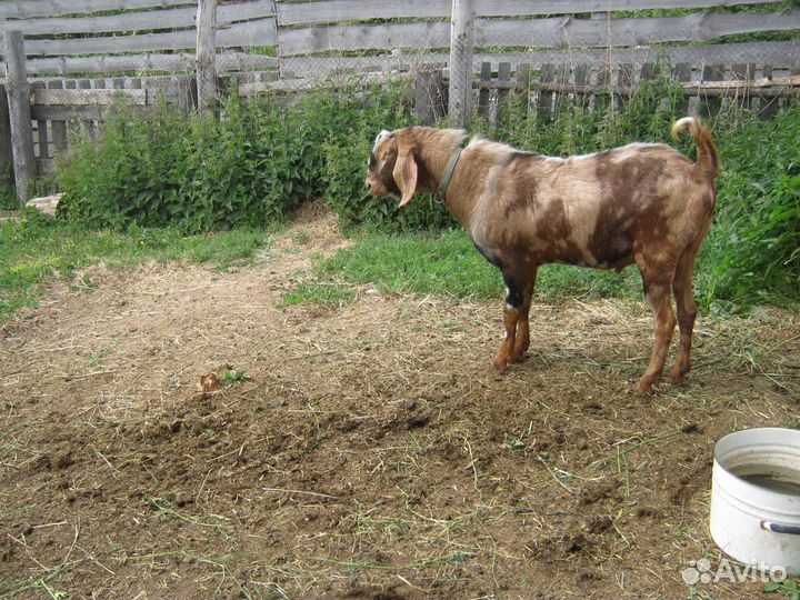 Услуги козла