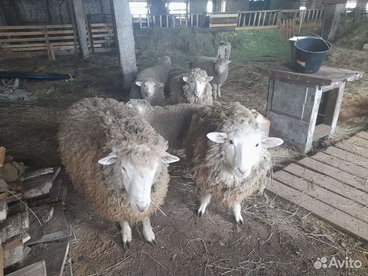 Бараны тексель