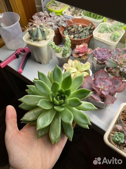 Эхеверия агавоидная