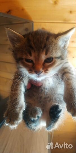 Котенок мальчик