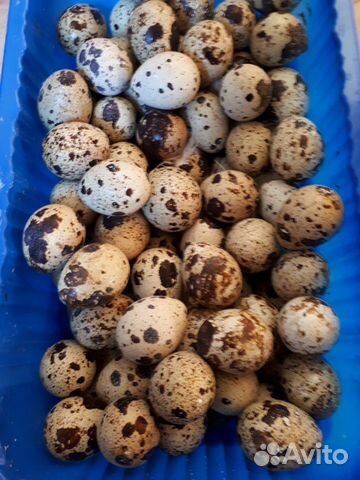 Инкубационное яйцо перепела