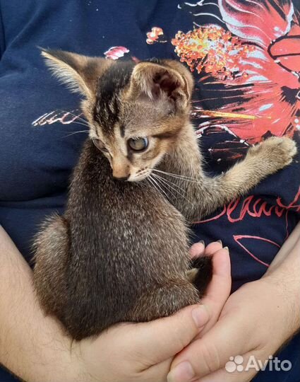 Отдам бесплатно котят