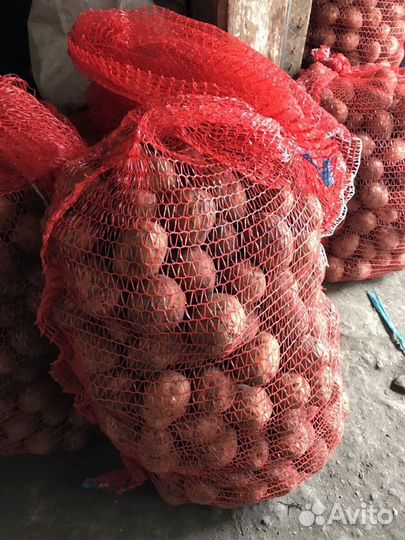 Картофель семенной