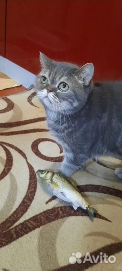 Кот в добрые руки